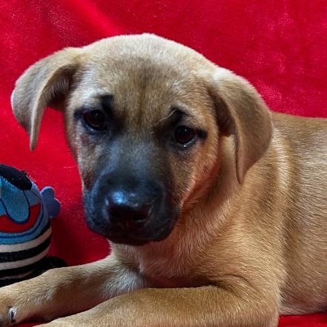 Zoe, a Adoptable mixed breed in Bartonsville, PA image 2/4