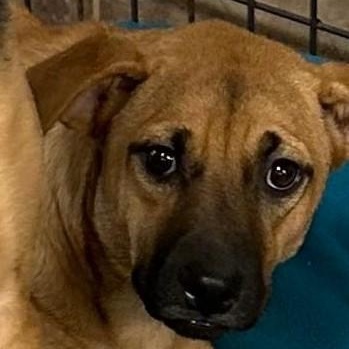 Zoe, Adoptable, Puppy Female Shepherd.