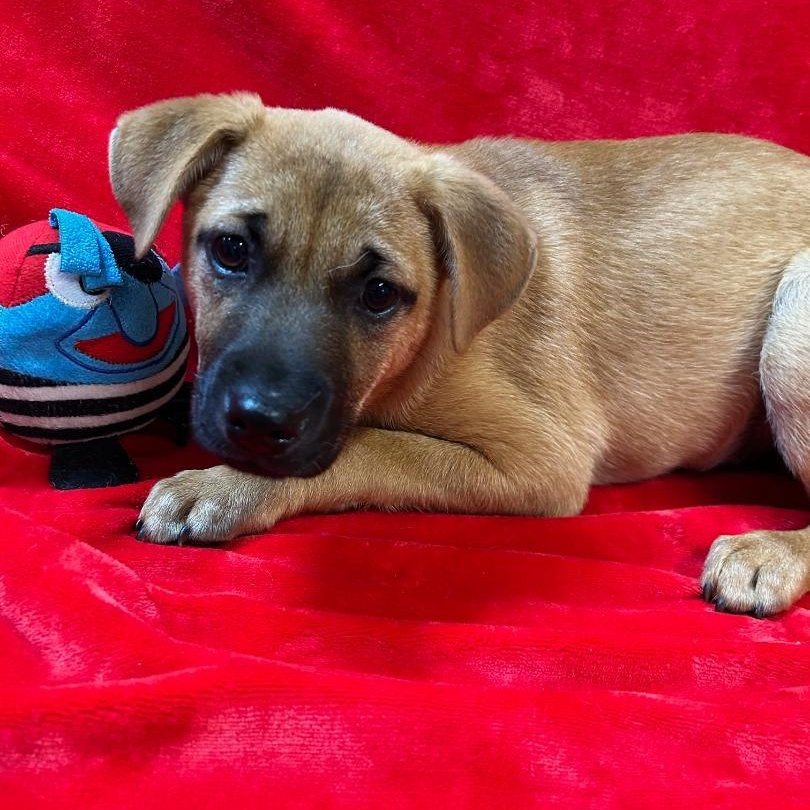 Zoe, a Adoptable mixed breed in Bartonsville, PA image 3/4