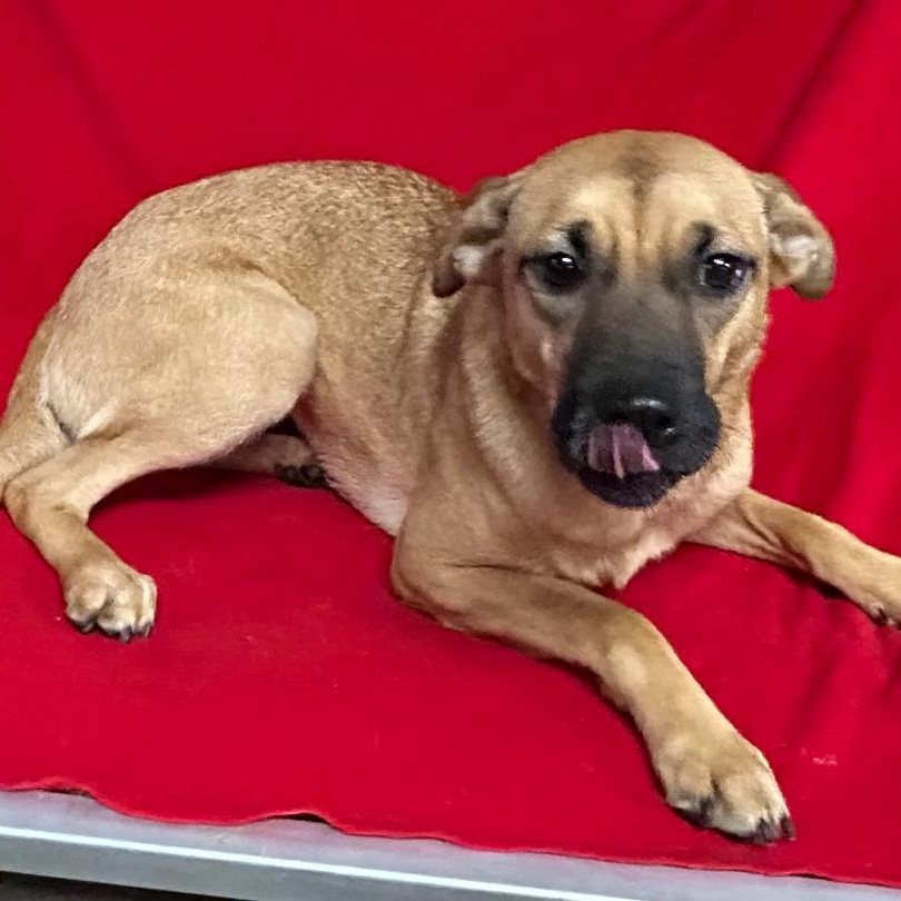 Zoe, Adoptable, Young Female Shepherd.