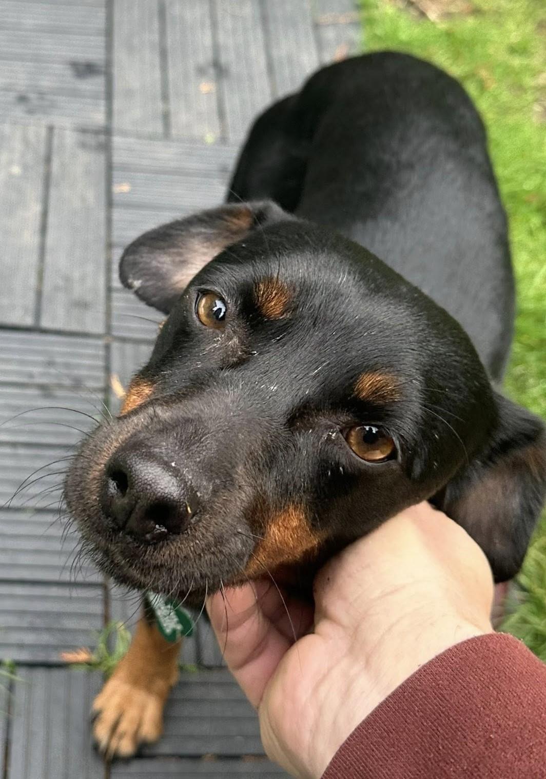 Fionia, Adoptable, Adult Female Dachshund.