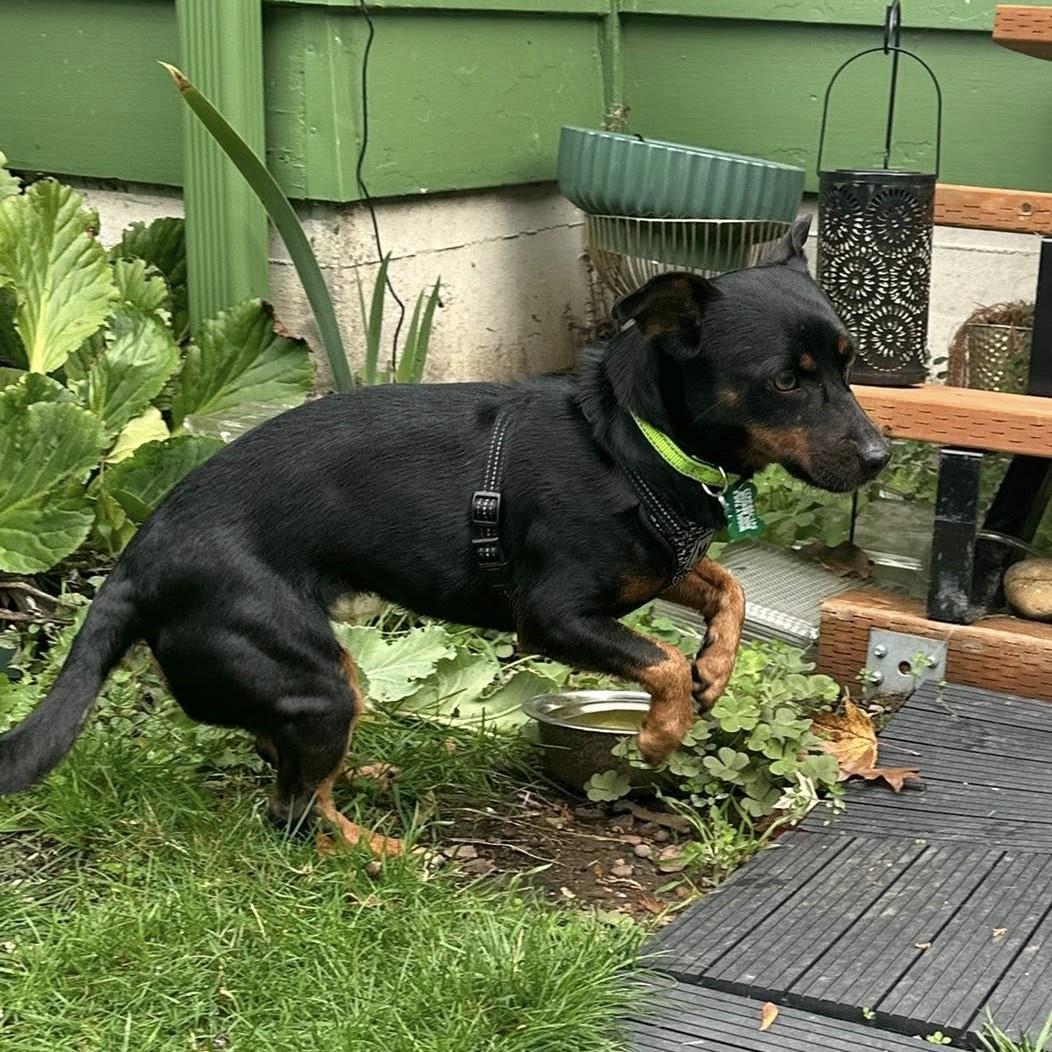 Fionia, an adoption pending mixed breed image 2/4