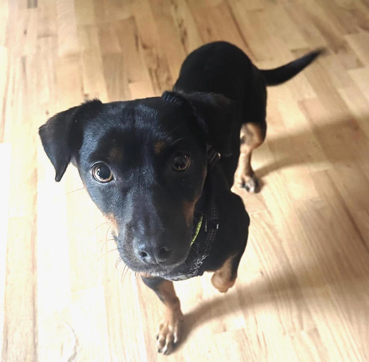 Fionia, an adoption pending mixed breed image 3/4