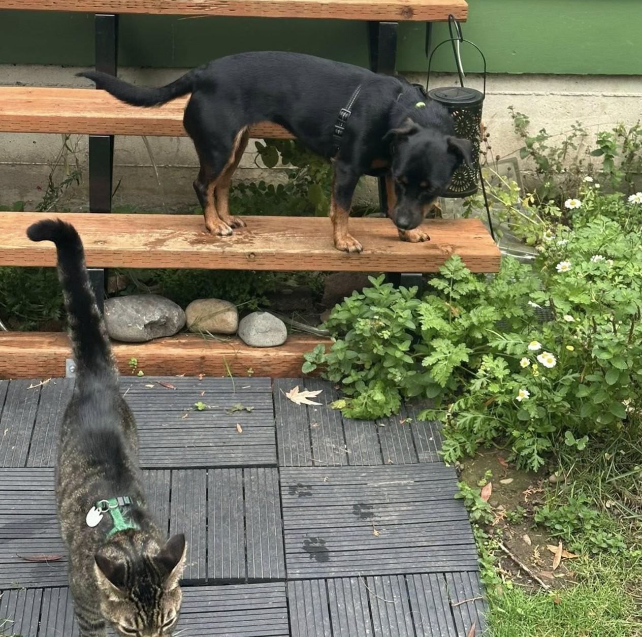 Fionia, an adoption pending mixed breed image 4/4