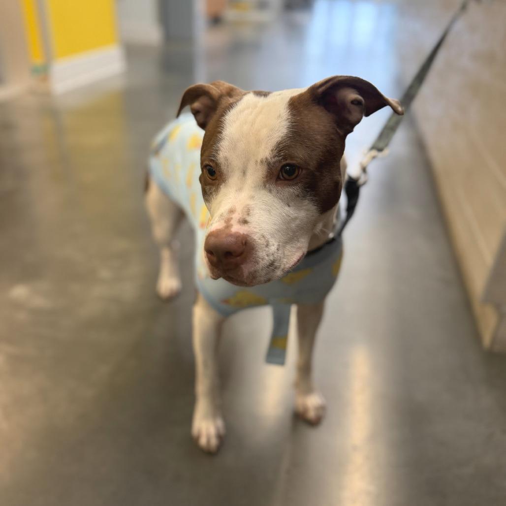 Enlarge Velma, a Adoptable Mixed Breed in Pittsburgh, PA image 1/6