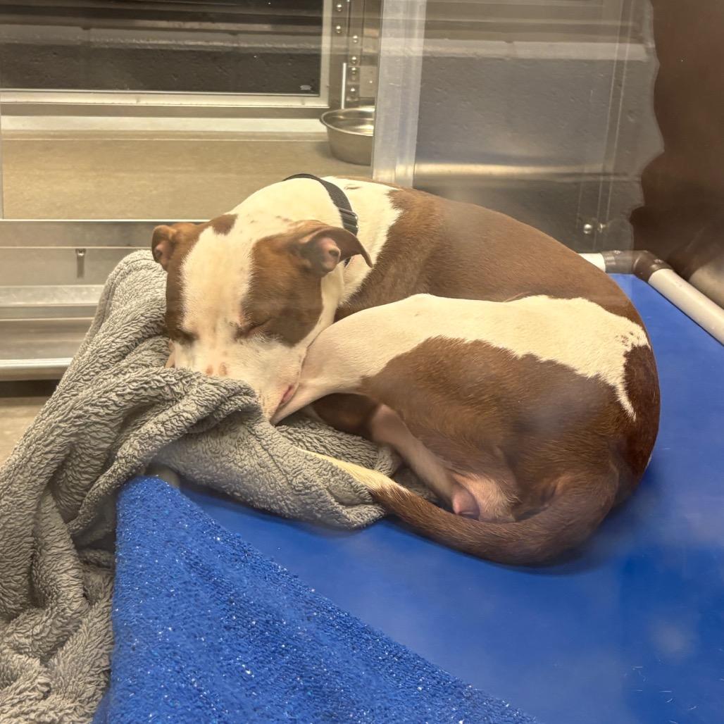 Enlarge Velma, a Adoptable Mixed Breed in Pittsburgh, PA image 2/6