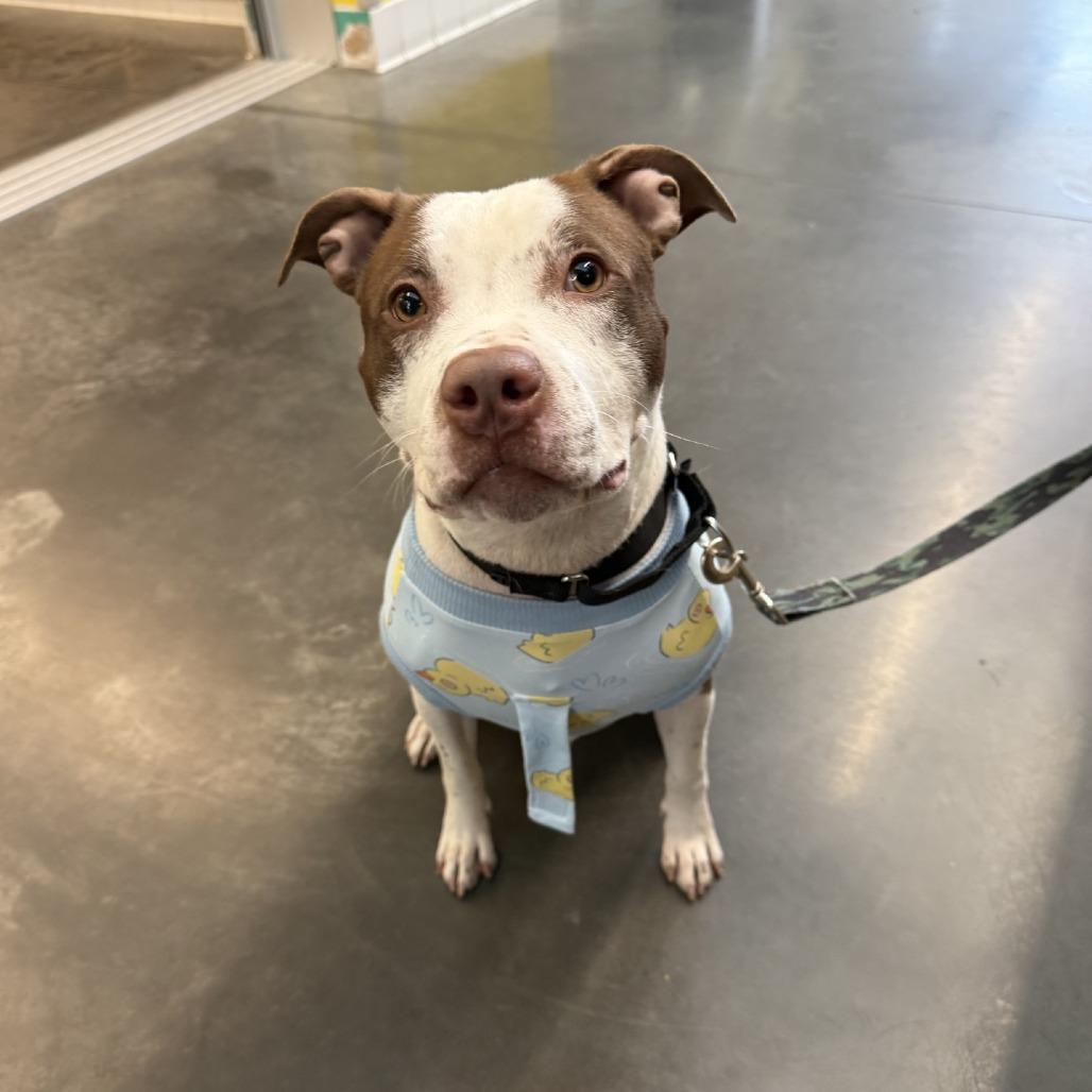 Enlarge Velma, a Adoptable Mixed Breed in Pittsburgh, PA image 3/6