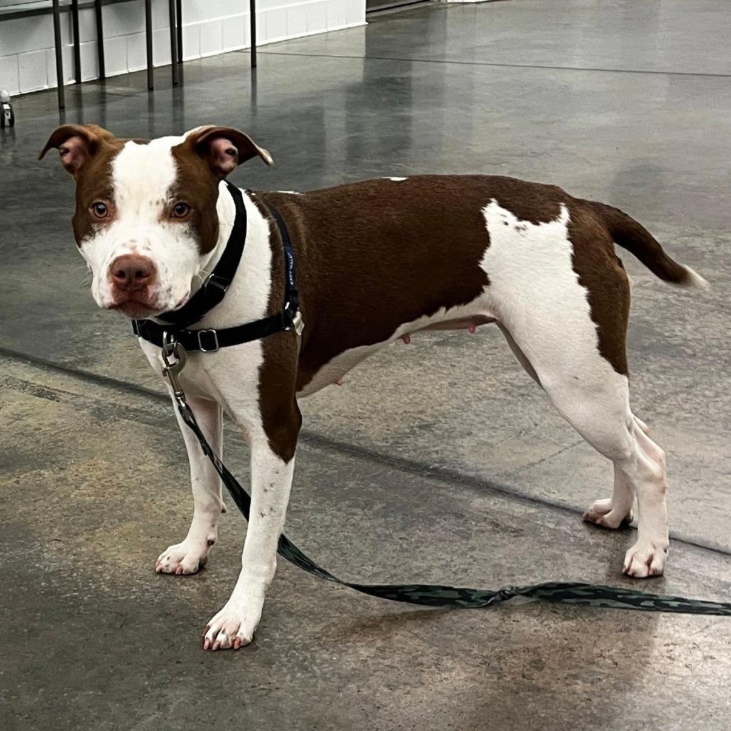 Enlarge Velma, a Adoptable Mixed Breed in Pittsburgh, PA image 4/6