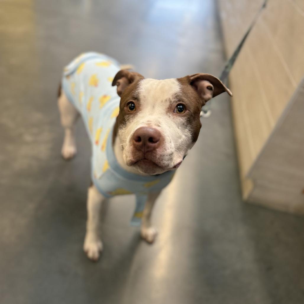 Enlarge Velma, a Adoptable Mixed Breed in Pittsburgh, PA image 5/6