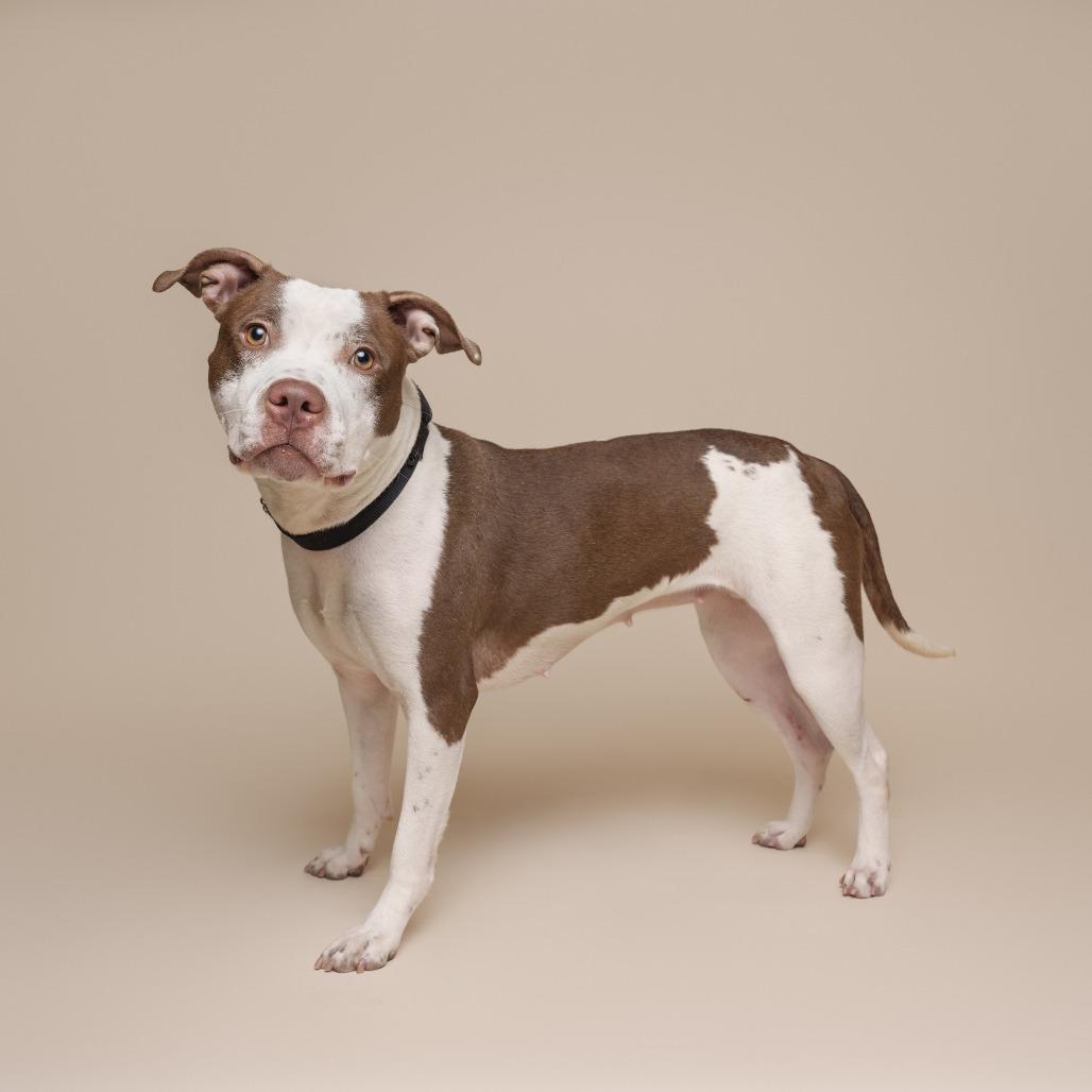 Enlarge Velma, a Adoptable Mixed Breed in Pittsburgh, PA image 6/6