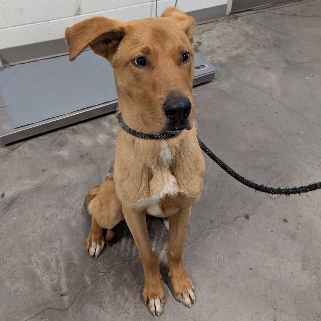 Bisque, Adoptable, Young Male American Foxhound & Golden Retriever.