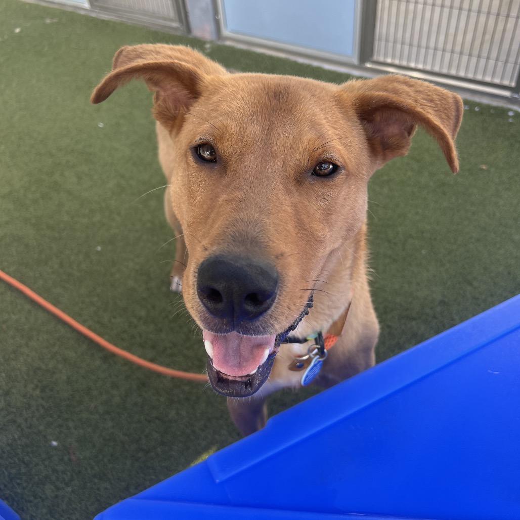 Bisque, a Adoptable mixed breed in Apache Junction, AZ image 2/6