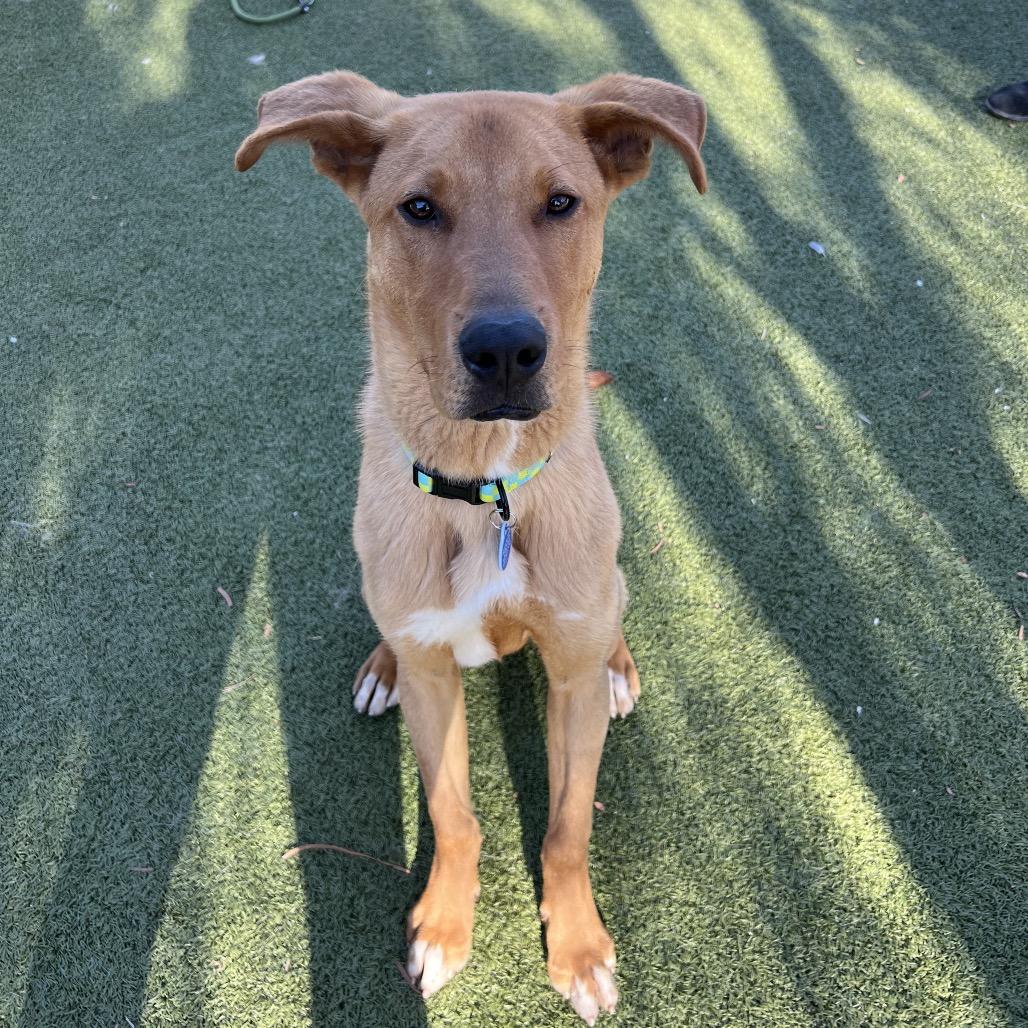 Bisque, a Adoptable mixed breed in Apache Junction, AZ image 3/6