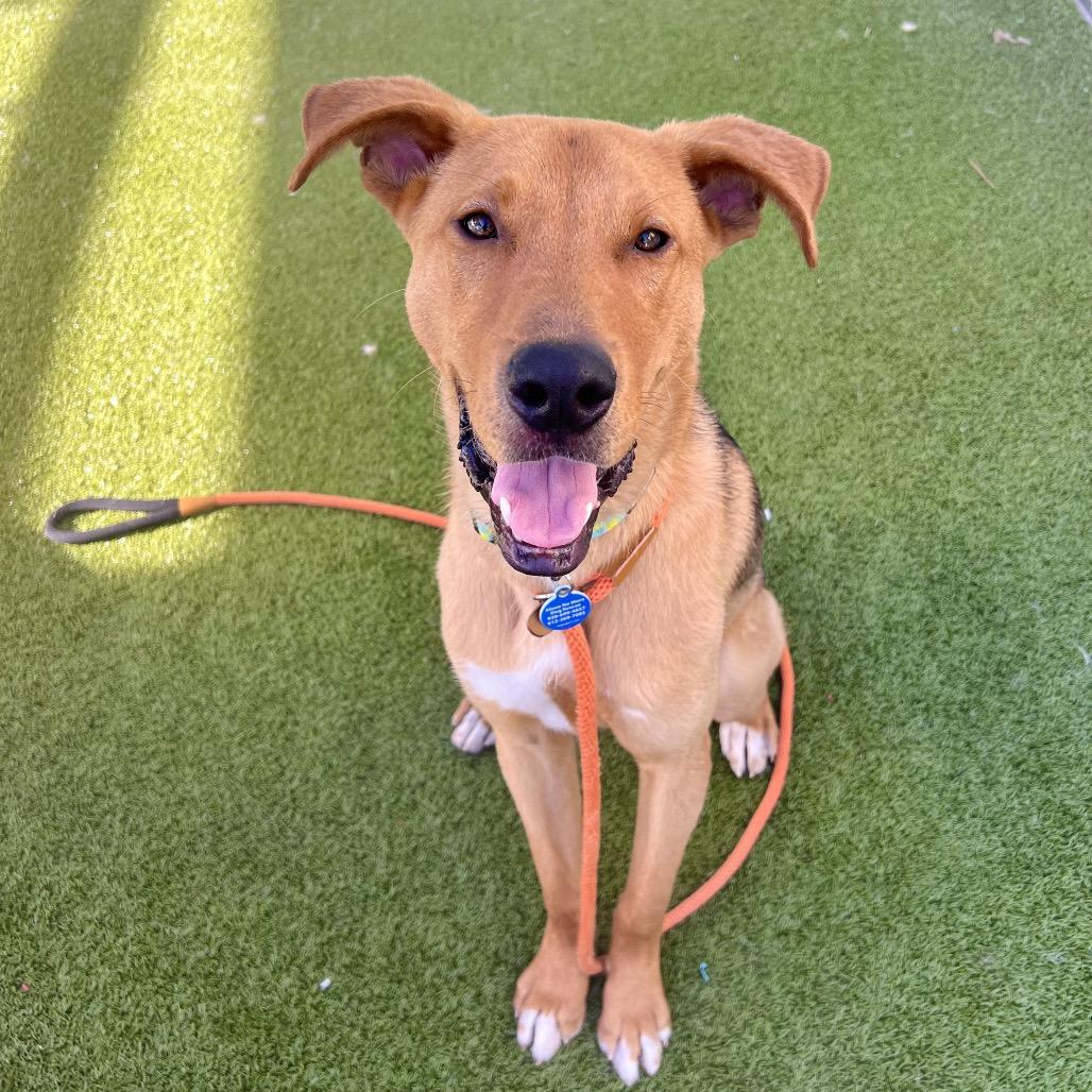 Bisque, a Adoptable mixed breed in Apache Junction, AZ image 4/6