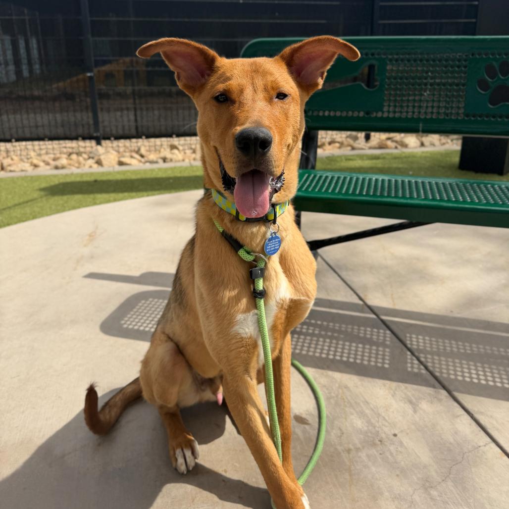 Bisque, a Adoptable mixed breed in Apache Junction, AZ image 4/6