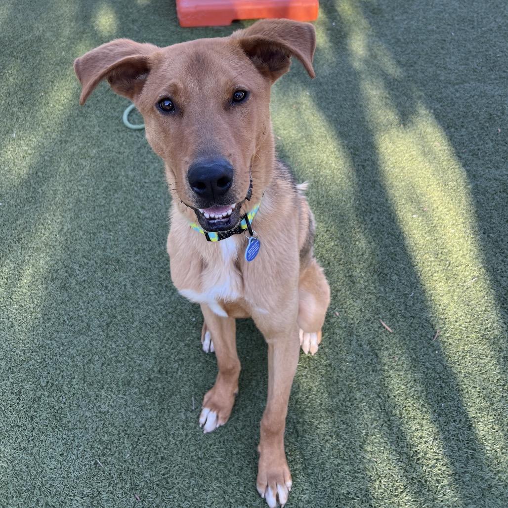 Bisque, a Adoptable mixed breed in Apache Junction, AZ image 5/6