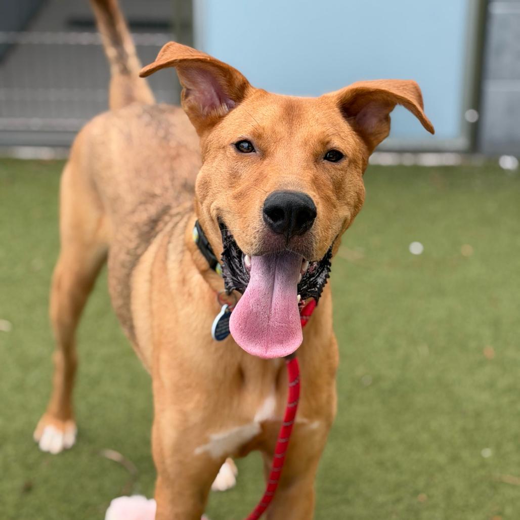 Enlarge Bisque, a Adoptable mixed breed in Apache Junction, AZ image 5/6