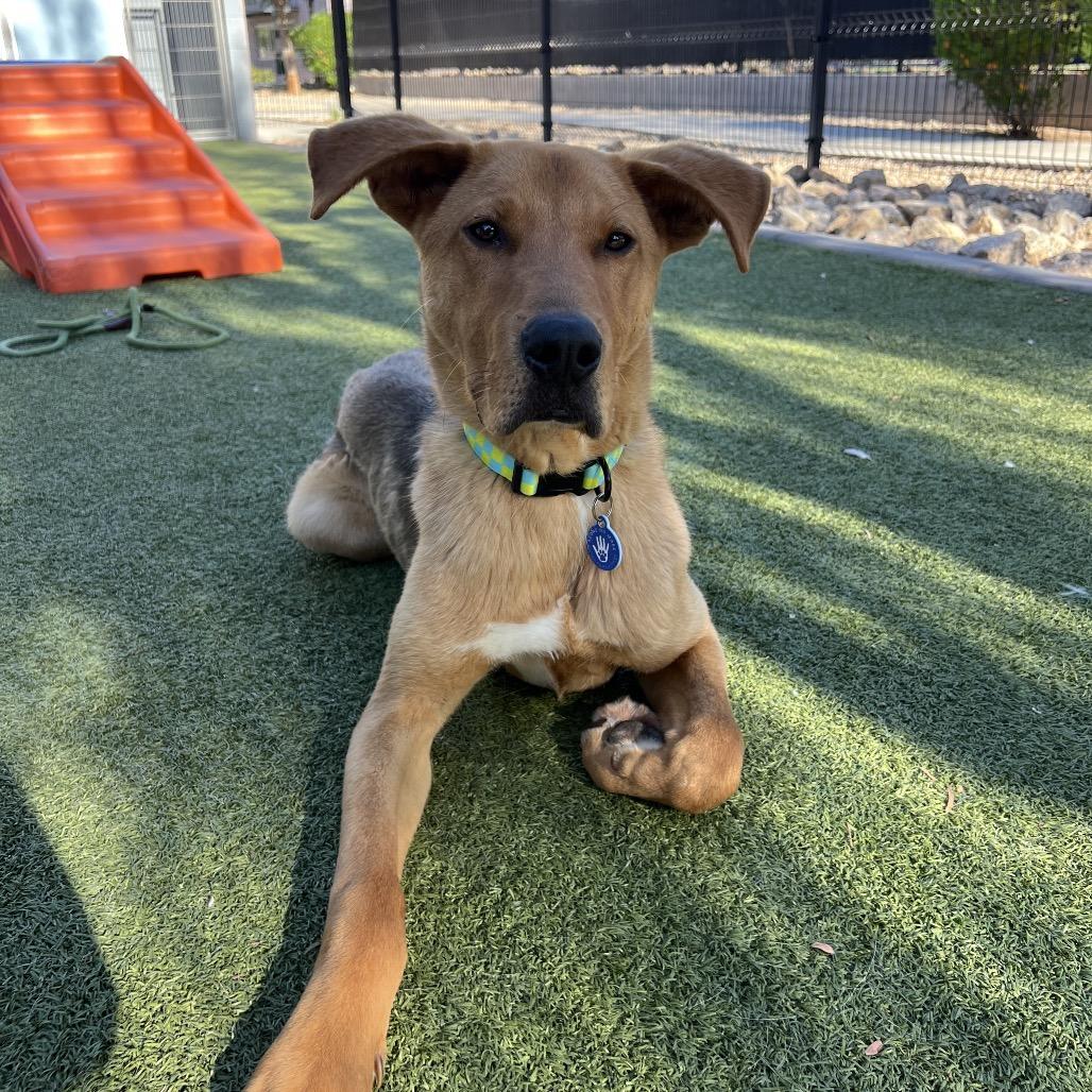 Bisque, a Adoptable mixed breed in Apache Junction, AZ image 6/6