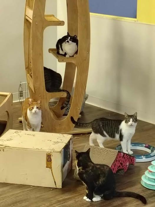 Enlarge LIDA Cats, a Adoptable Tabby in Toms River, NJ image 1/1