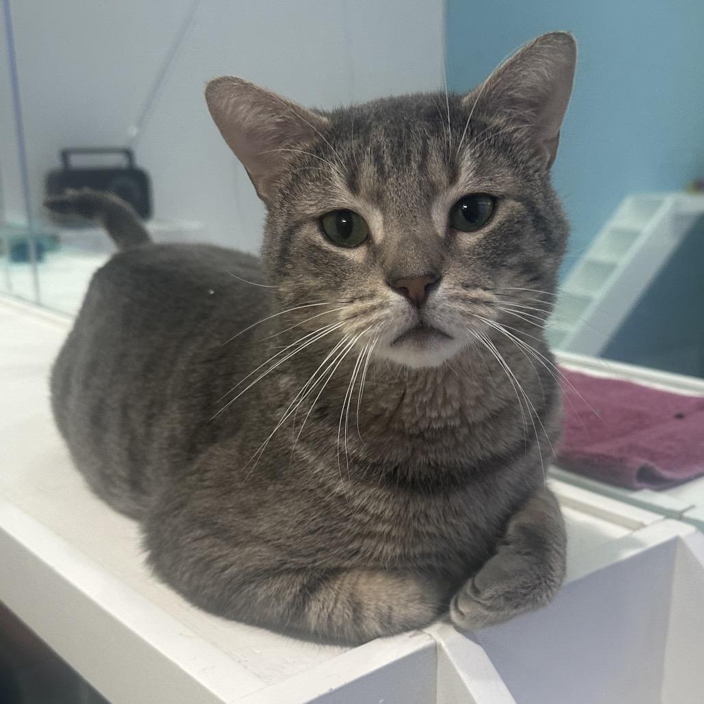 Milo, Adoptable, Adult Male Domestic Short Hair.