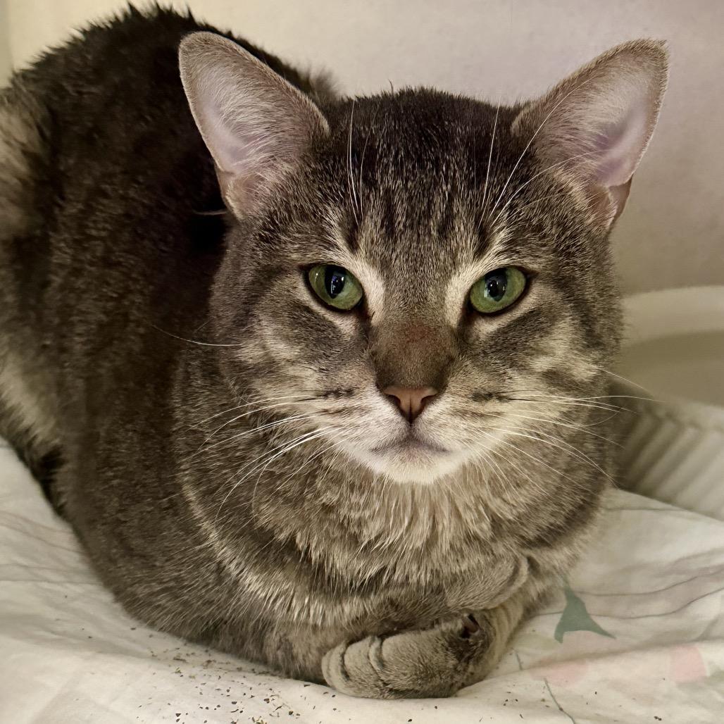 Milo, Adoptable, Adult Male Domestic Short Hair.