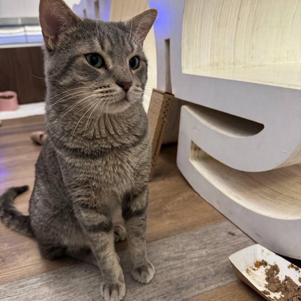 Enlarge Milo, a Adoptable Domestic Short Hair in Wantagh, NY image 2/6