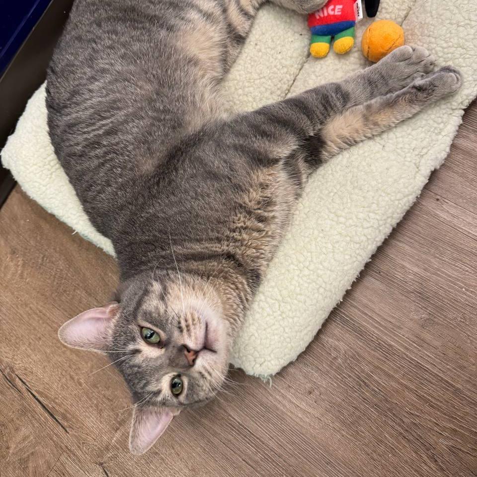 Enlarge Milo, a Adoptable Domestic Short Hair in Wantagh, NY image 4/6