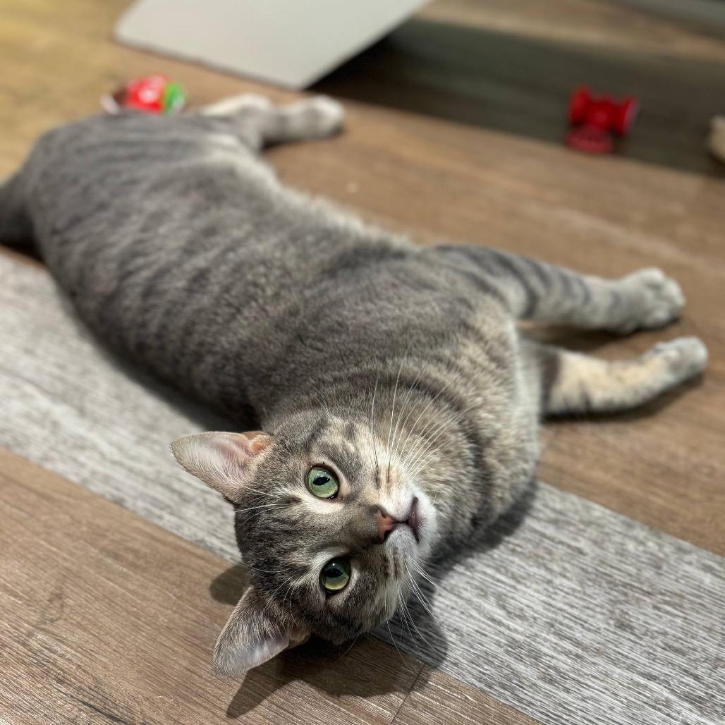 Enlarge Milo, a Adoptable Domestic Short Hair in Wantagh, NY image 6/6