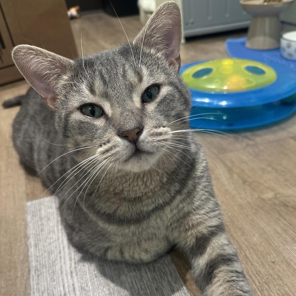 Enlarge Milo, a Adoptable Domestic Short Hair in Wantagh, NY image 6/6