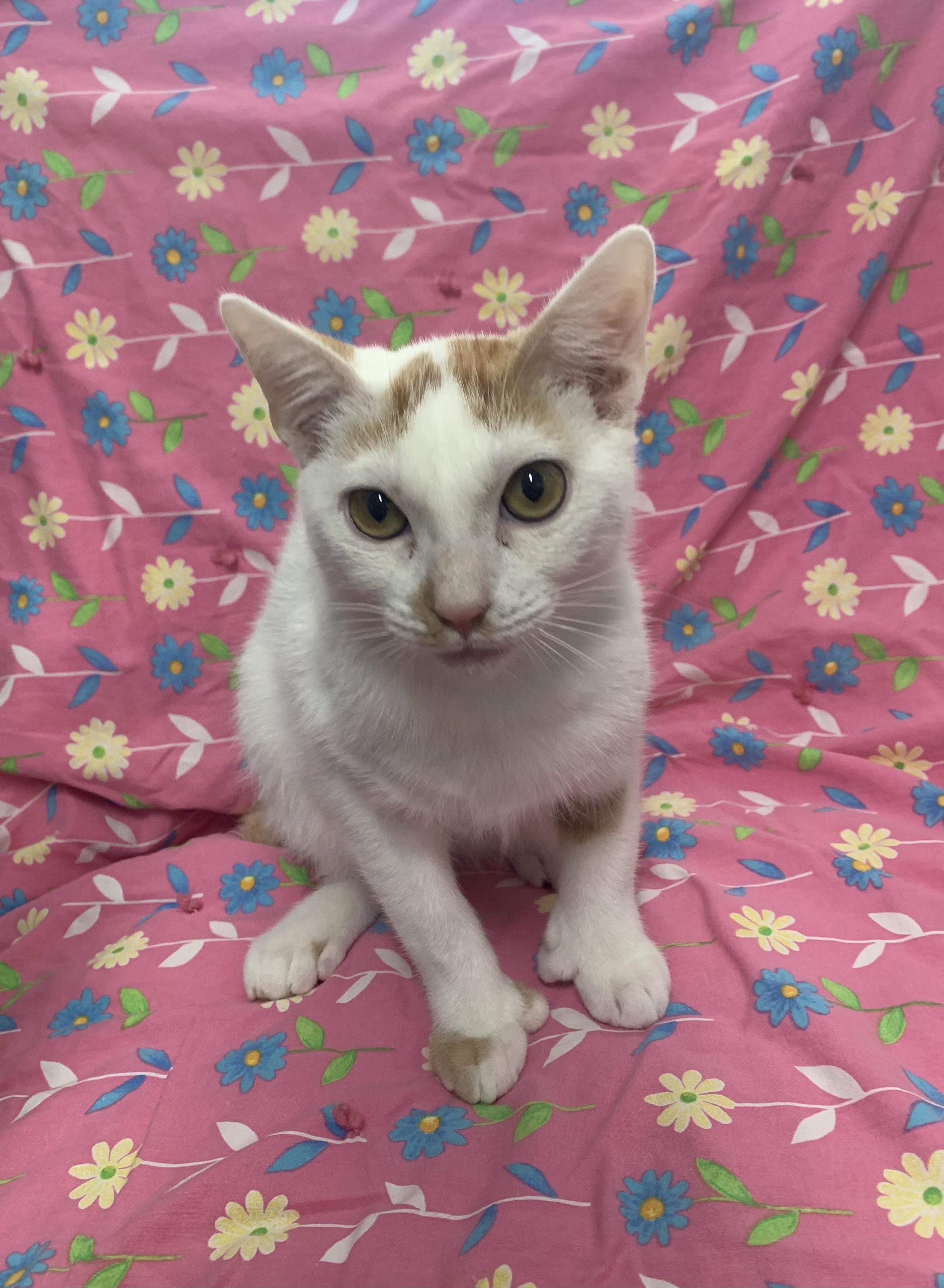 Rex, Adoptable, Young Male Domestic Short Hair.