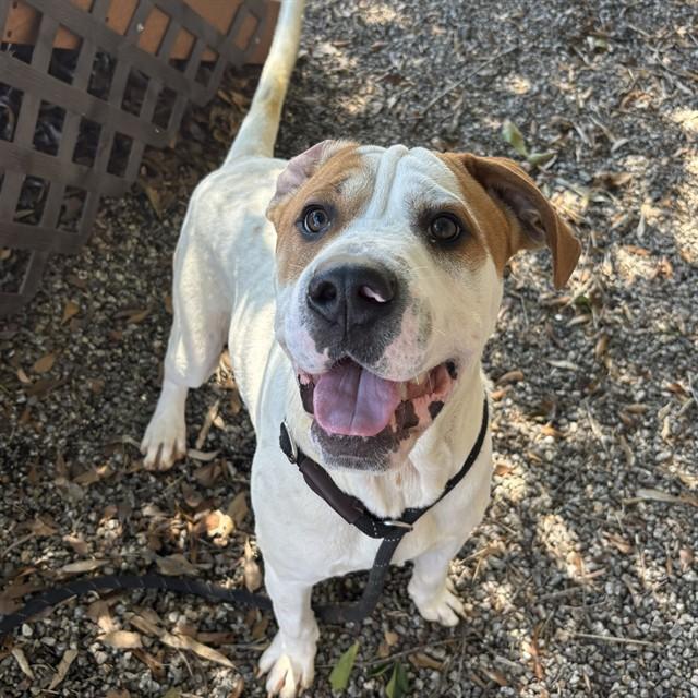 GEORGE, Adoptable, Young Male Shar-Pei & Mixed Breed.