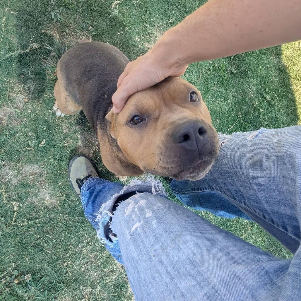 SKY Available NOW - ADOPTION or RESCUE!, a Adoptable Mixed Breed in Nashville, NC image 1/2