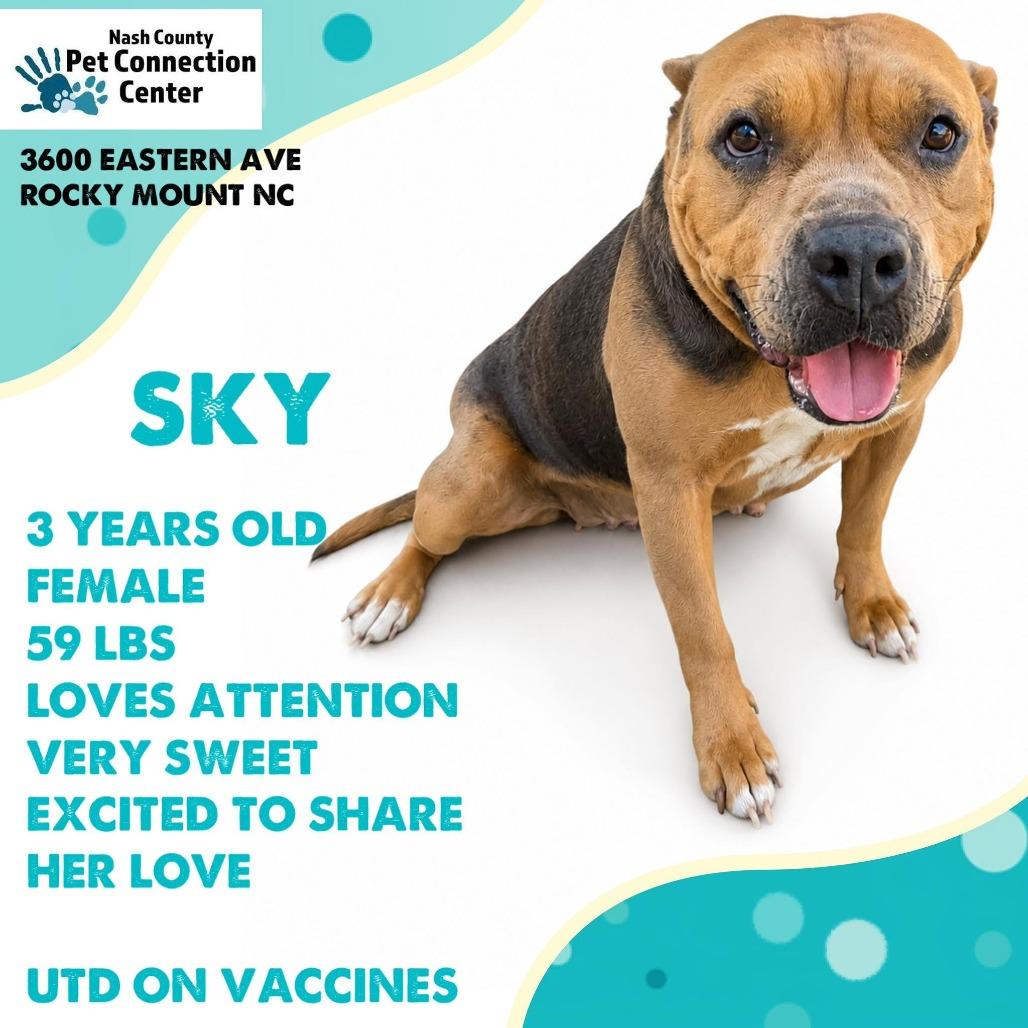SKY Available NOW - ADOPTION or RESCUE!, a Adoptable Mixed Breed in Nashville, NC image 2/2