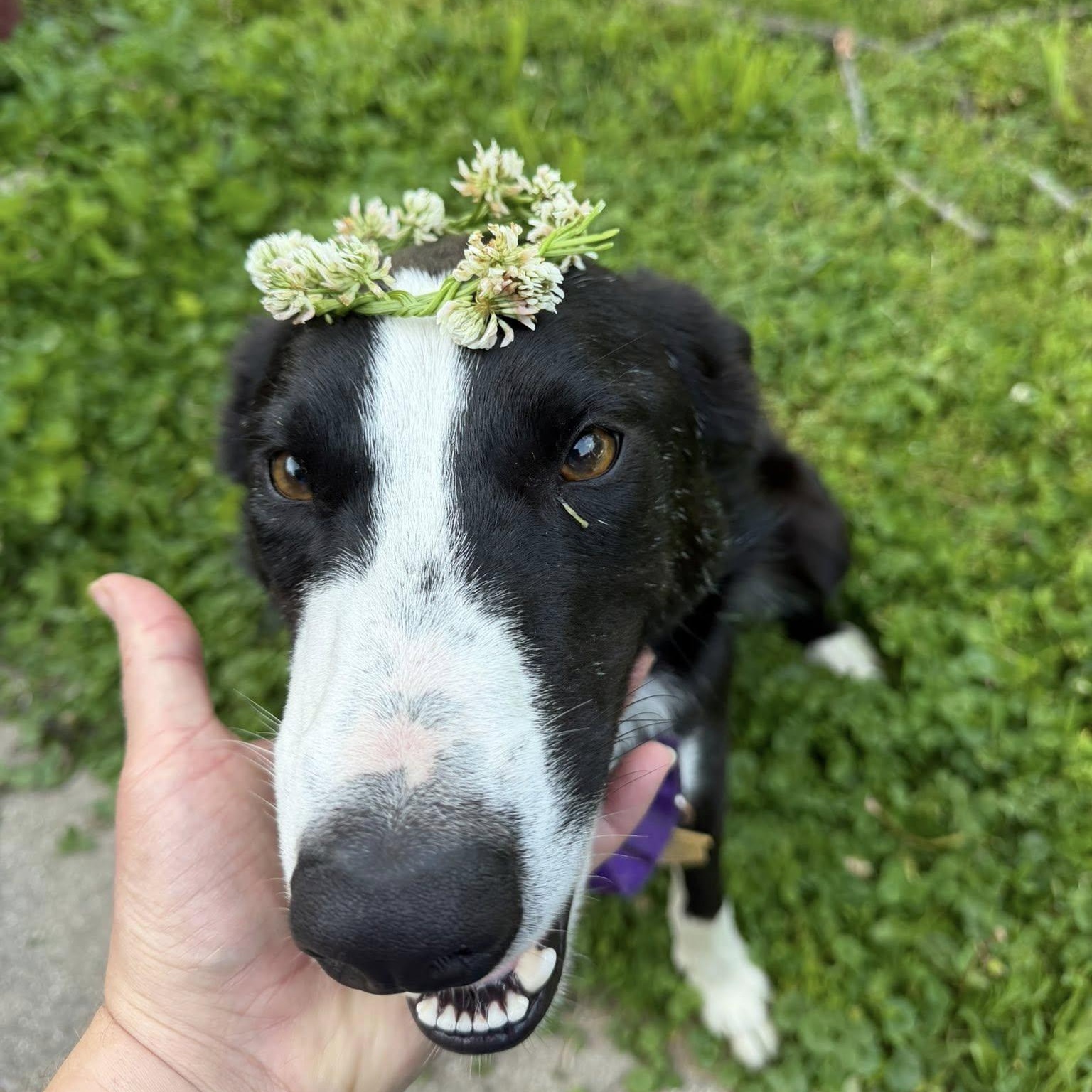 Gunnar, a ADOPTABLE Border Collie in Seymour, IN image 4/6