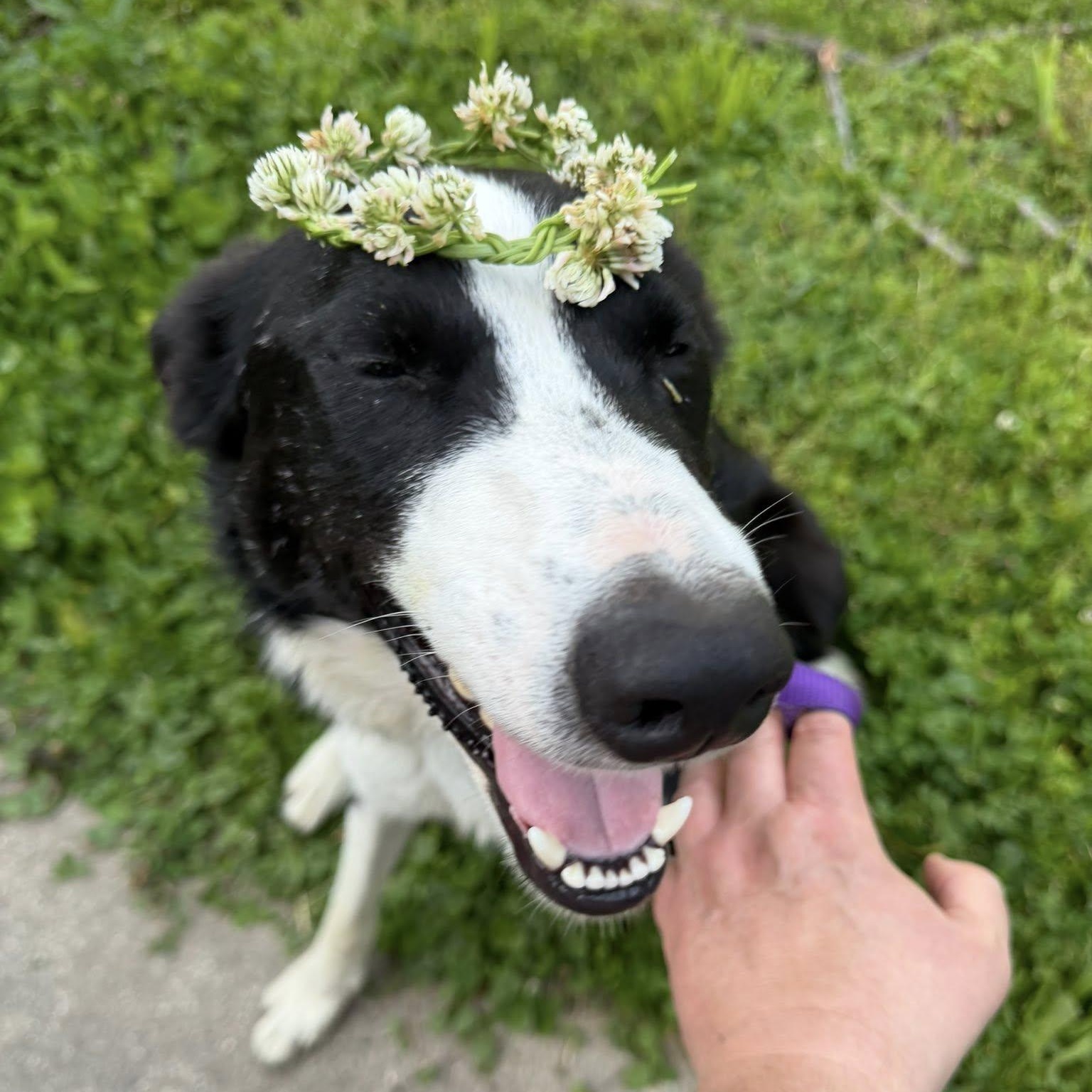 Gunnar, a ADOPTABLE Border Collie in Seymour, IN image 5/6
