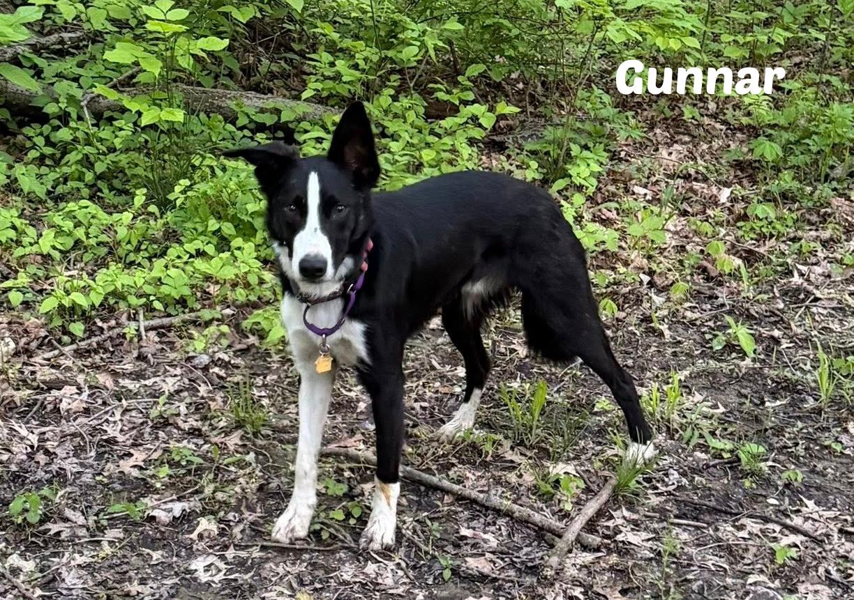 Gunnar, ADOPTABLE, Young Male Border Collie.