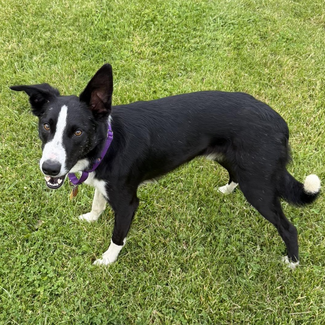 Gunnar, a ADOPTABLE Border Collie in Seymour, IN image 3/6