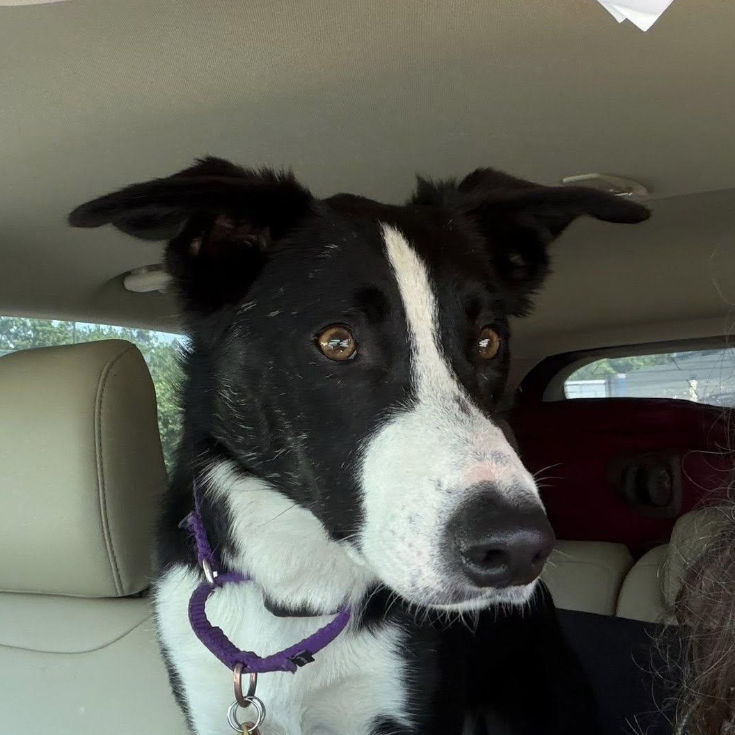 Gunnar, a ADOPTABLE Border Collie in Seymour, IN image 2/6