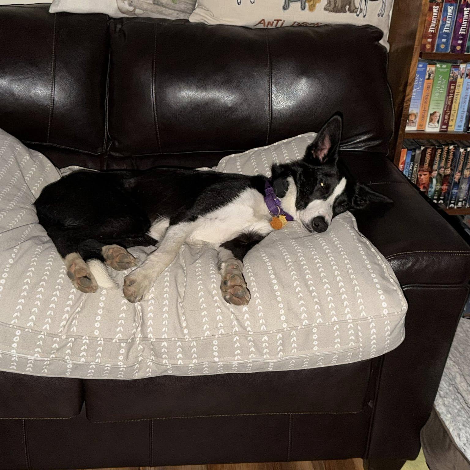 Gunnar, a ADOPTABLE Border Collie in Seymour, IN image 6/6