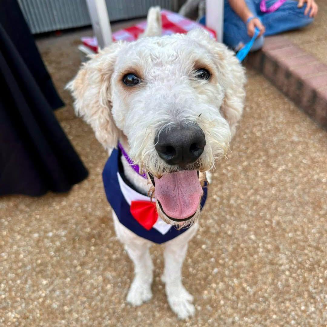 Prince, Adoptable, Adult Male Labradoodle.