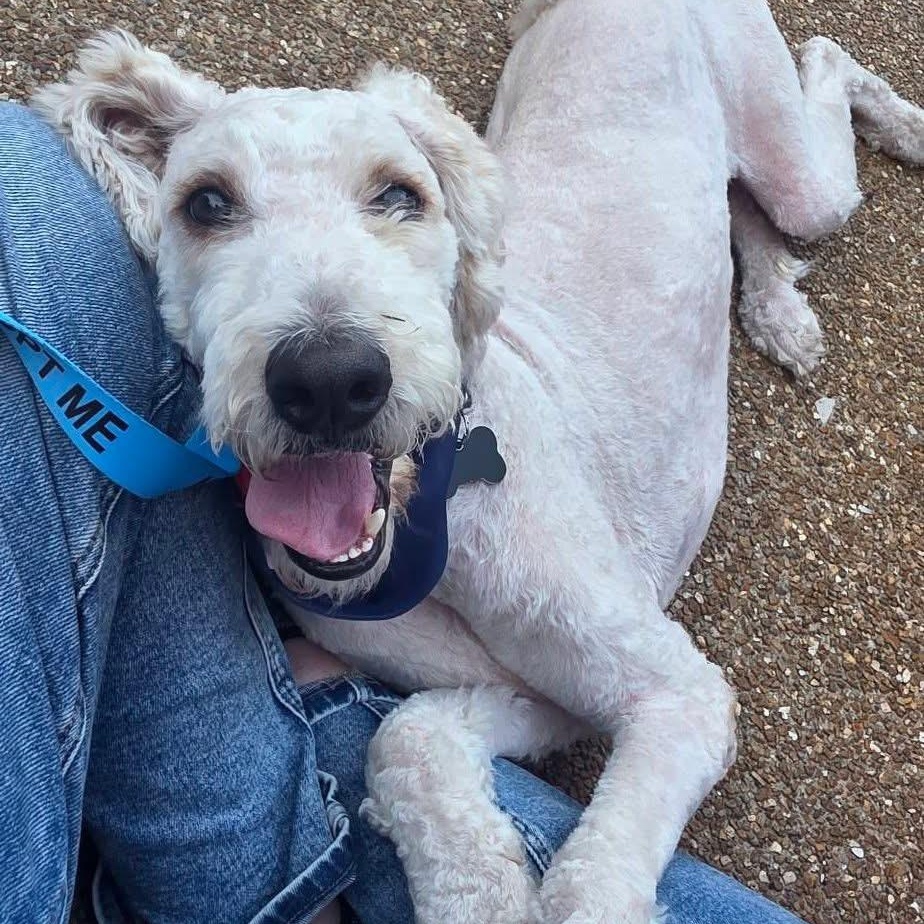 Enlarge Prince, a Adoptable Labradoodle in Pacific, MO image 2/2