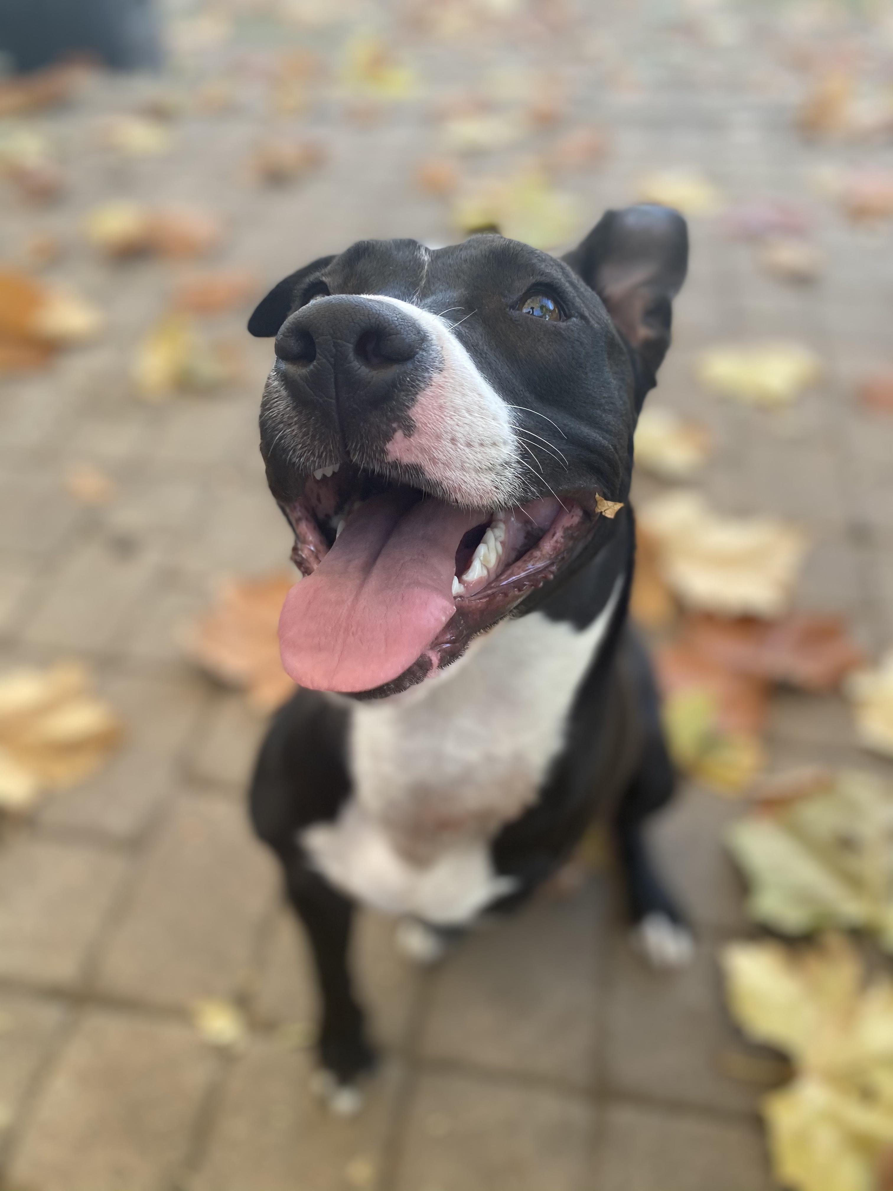 Tippy- a tripod pittie!, Adoptable, Adult Female Mixed Breed.