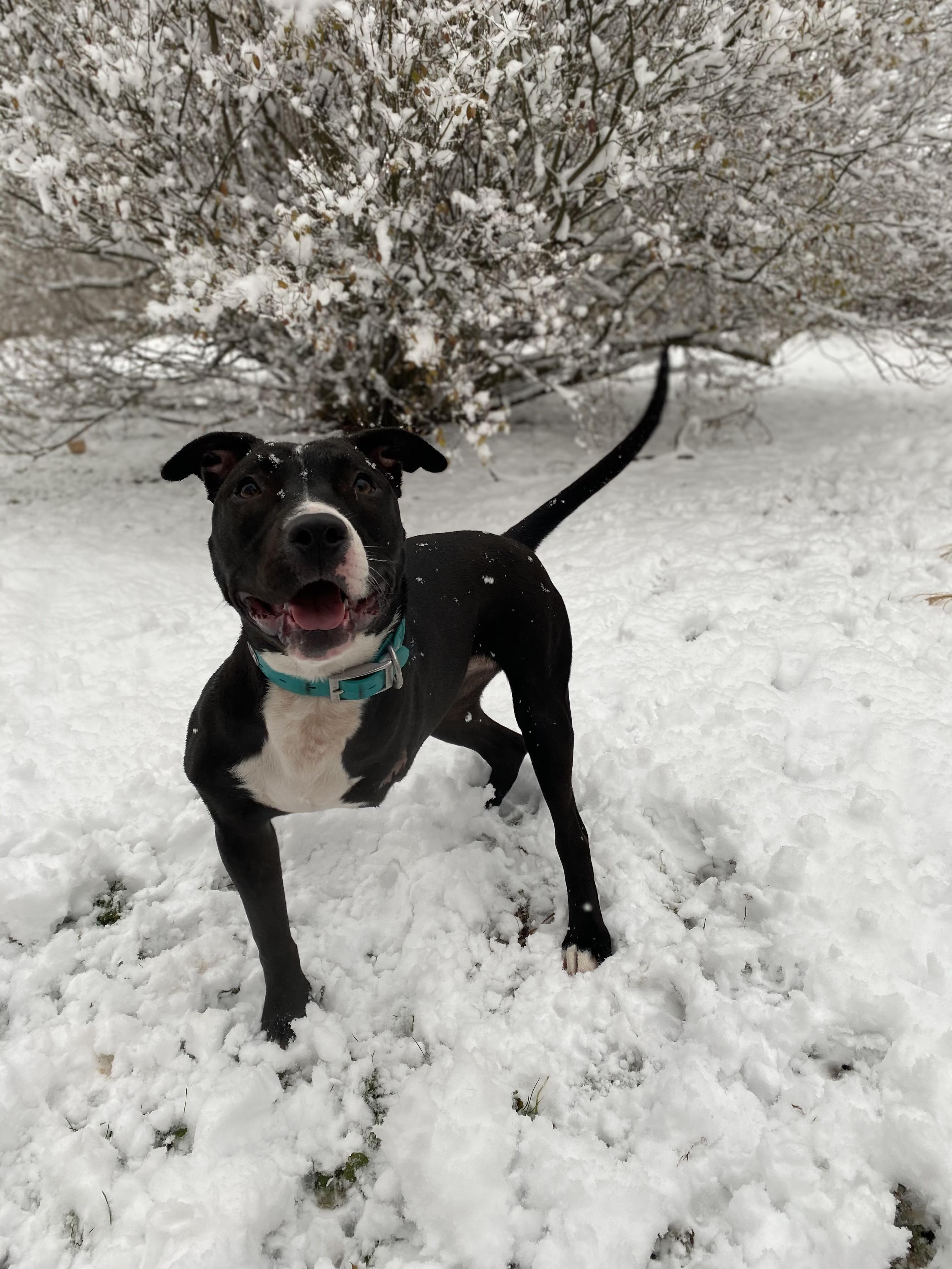 Enlarge Tippy- a tripod pittie!, a Adoptable Mixed Breed in Miamitown, OH image 4/5