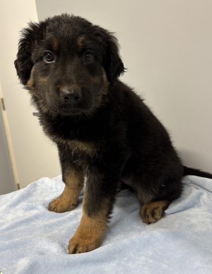 Lilith, Adoptable, Young Female German Shepherd Dog.