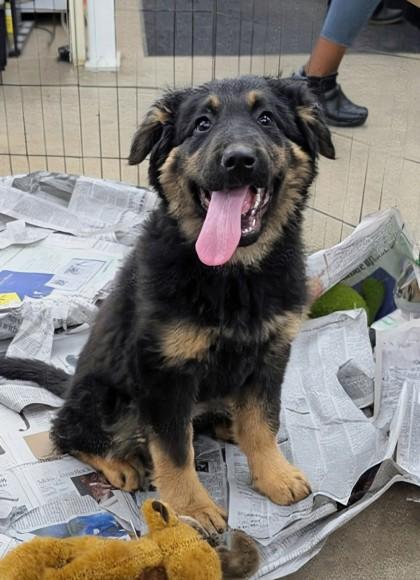 Lilith, adopted, Young Female German Shepherd Dog.