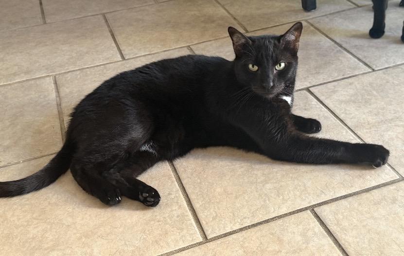 Enlarge Akar & Metok, a Adoptable Domestic Short Hair in Novato, CA image 6/6