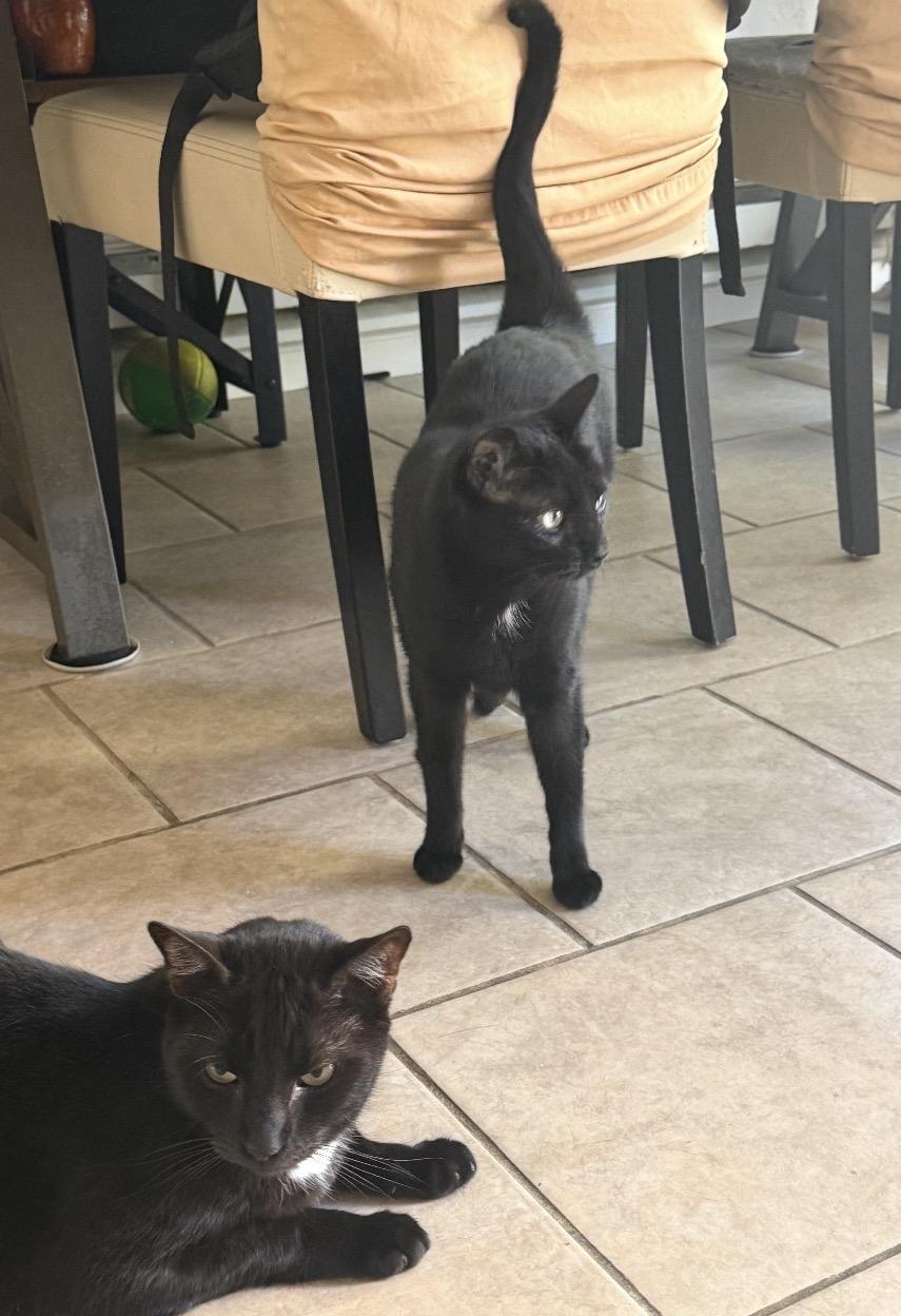 Akar & Metok, Adoptable, Adult Male Domestic Short Hair.