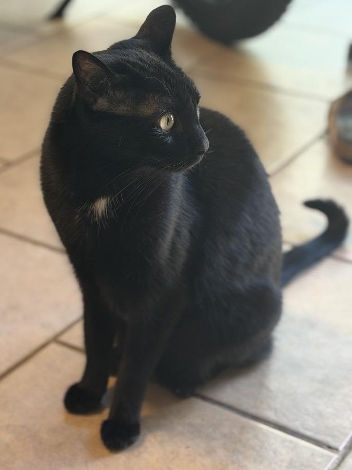 Enlarge Akar & Metok, a Adoptable Domestic Short Hair in Novato, CA image 3/6
