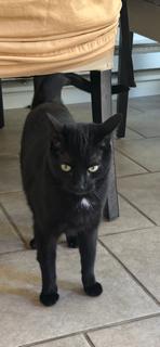 Enlarge Akar & Metok, a Adoptable Domestic Short Hair in Novato, CA image 2/6