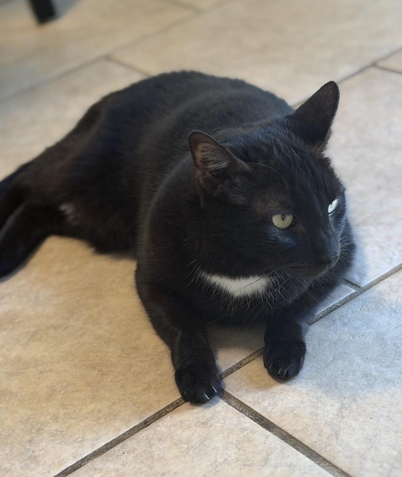 Enlarge Akar & Metok, a Adoptable Domestic Short Hair in Novato, CA image 4/6